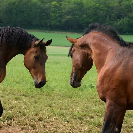 מלון Romantikhotel Platte אטנדורן