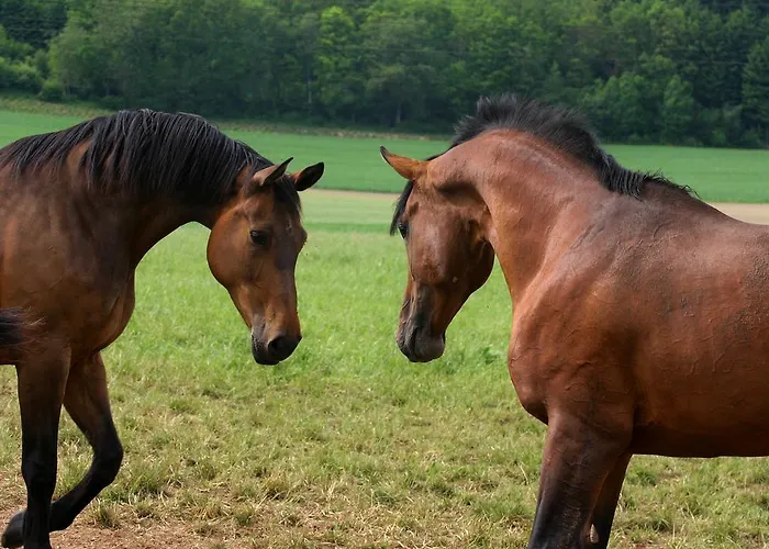ホテル Romantikhotel Platte アッテンドルン